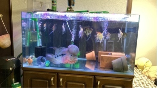 熱帯魚,大型熱帯魚 フラワーホン,水槽、淡水魚、ディスカス、エンゼル