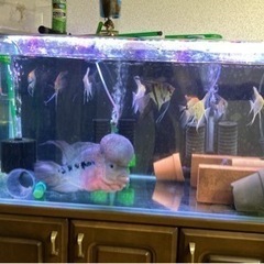 熱帯魚,大型熱帯魚　フラワーホン,水槽、淡水魚、ディスカス、エンゼルフィッシュ