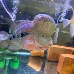 熱帯魚,大型熱帯魚　フラワーホン,水槽、淡水魚、ディスカス、エンゼルフィッシュ