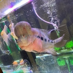 熱帯魚,大型熱帯魚　フラワーホン,水槽、淡水魚、ディスカス、エンゼルフィッシュ