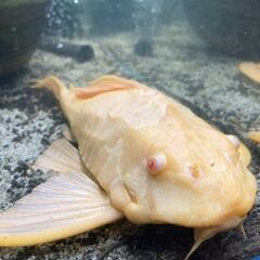 アルビノセルフィンプレコ　35cm