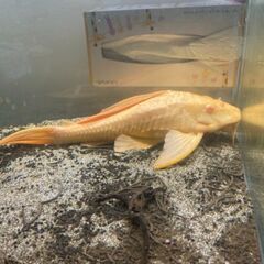 アルビノセルフィンプレコ　35cm