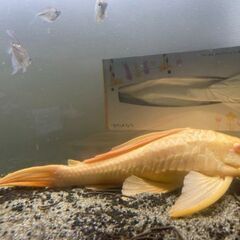 アルビノセルフィンプレコ 35cm