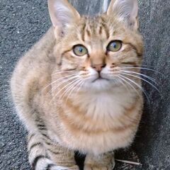 美猫兄妹のオス猫くんですฅ(^^ฅ)