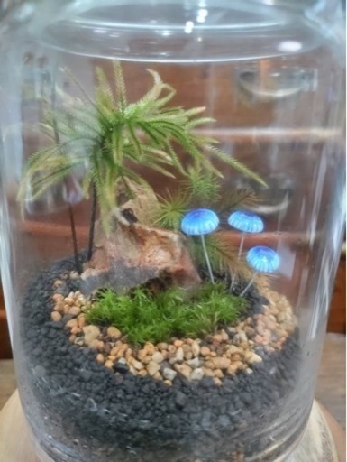 葛飾区立石で苔テラリウムワークショップ開催 まつのまっつ 京成立石のワークショップのイベント参加者募集 無料掲載の掲示板 ジモティー 葛飾区立石で苔テラリウムワークショップ開催 まつのまっつ 京成立石のワークショップのイベント参加者募集 無料掲載の掲示板 ジモティー