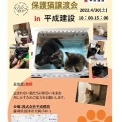 ４月３０日　猫の譲渡会開催！沼津平成建設駐車場にて。