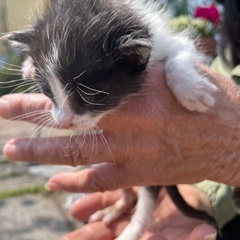 生後2週間　猫　捨て猫