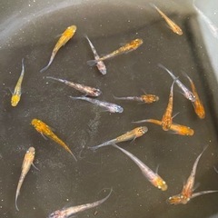 ②10匹400円　ミックスメダカ　成魚