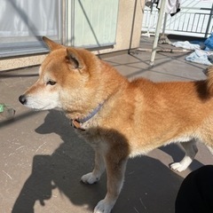 迷子　柴犬　飼い主募集　【円滑に取引できる方優先】【受付停止中】