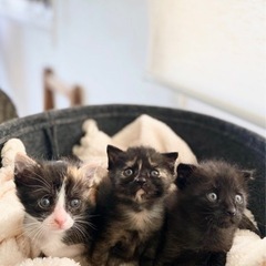 ずっとのお家が決まりした❣️子猫3兄妹