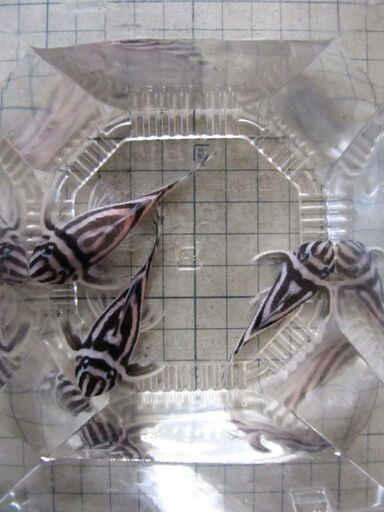 インペリアルゼブラプレコ(写真の個体3匹セット)