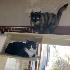 扇島の猫たち - 横須賀市