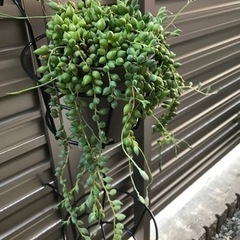 ピーチネックレス　多肉植物