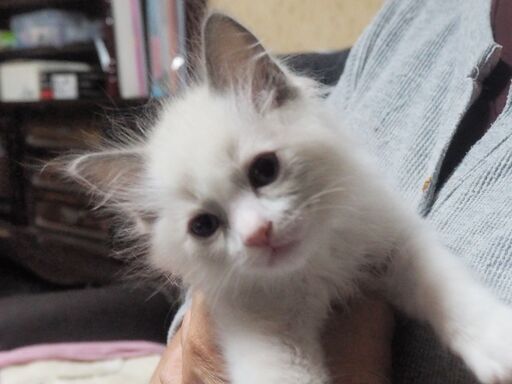 とても可愛い仔猫です おにゃんこ倶楽部 大羽根園の猫の里親募集 ジモティー とても可愛い仔猫です おにゃんこ倶楽部 大羽根園の猫の里親募集 ジモティー