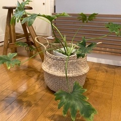 【お取引き完了】人気のセローム　観葉植物　ボタニカルインテリア