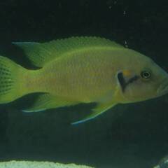 熱帯魚　アフリカンシクリッド ネオランプロローグス　ヘリアンサス...