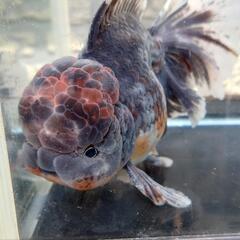 【決まりました。】金魚 ローズテールオランダ