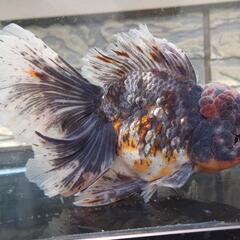 【決まりました。】金魚 ローズテールオランダ