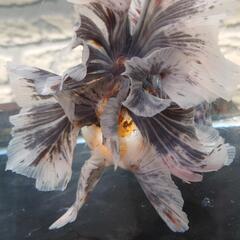 【決まりました。】金魚 ローズテールオランダ