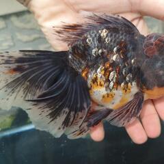 【決まりました。】金魚 ローズテールオランダ