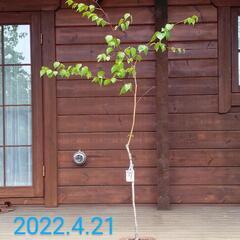 白樺の鉢植え　No.9　160cm