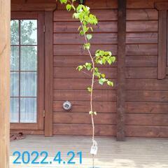 【完売】白樺の鉢植え　No.7　170cm