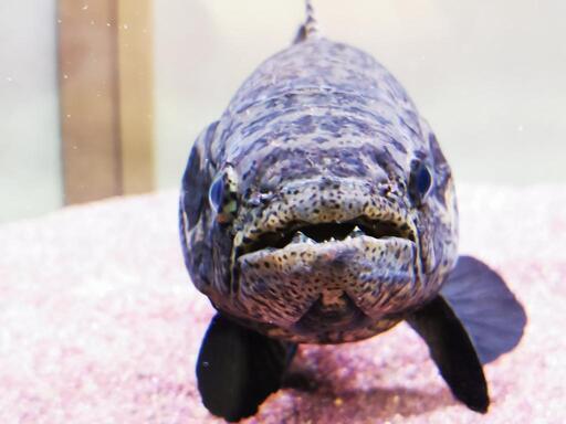 熱帯魚 ブラックタライロン30cm