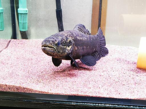 ブラックタライロン（Hoplias curupira ）10cm± アクアノート