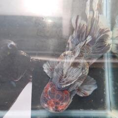 【決まりました。】金魚 ローズテールオランダ