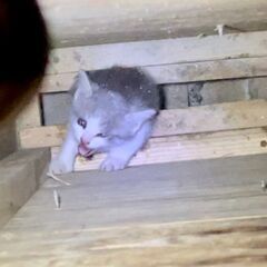 【決定】１ヶ月　クリクリな瞳のパステルキジ白 - 猫