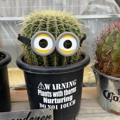 金鯱サボテン、直径25センチ、根しっかり、ドライガーデンにピッタリ！