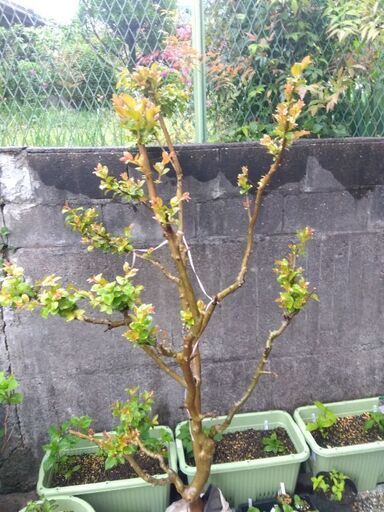 サルスベリ白花 樹高約1.6m