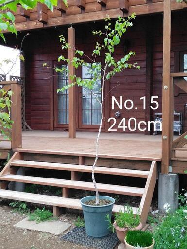完売：白樺の鉢植え　No.15