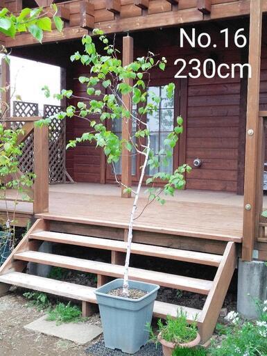 完売：白樺の鉢植え　No.16