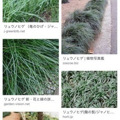 リュウノヒゲの中古が安い 激安で譲ります 無料であげます ジモティー