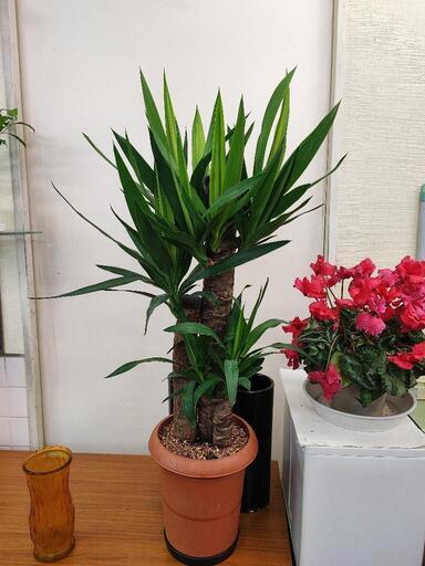 観葉植物 ユッカ