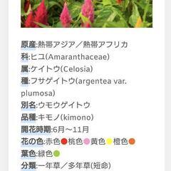 草花/ケイトウ種子30粒