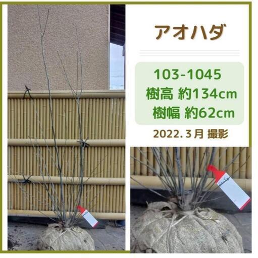 本日着荷 根巻きのまま アオハダ 樹高1.34m