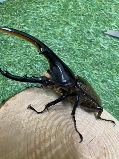 ヘラクレスオオカブトペア　♂137mm× ♀68mm