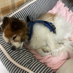 老犬　ペットバギー