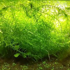 アナカリス／オオカナダモ／金魚藻　20本　大きめ　35cm以上