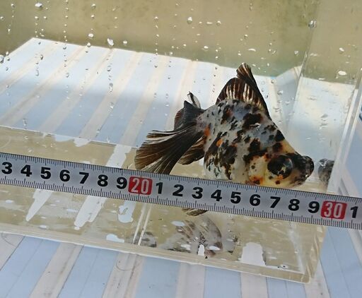 金魚