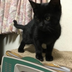可愛い黒猫♂【4/24姪浜の譲渡会に参加予定】 - 猫