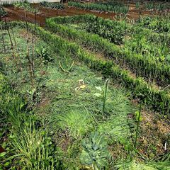 自然菜園体験教室　土づくりか　畑は人が耕さず、微生物が耕す！肥料...