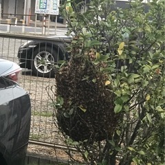 害虫駆除（蜂など） - 静岡市