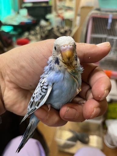 けんぼの森 セキセイインコ ブルー系 2月上旬生まれ 3羽3周年キャンペーン特別販売価格 税込 1 500円 けんぼっ 下溝のペットショップの無料広告 無料掲載の掲示板 ジモティー