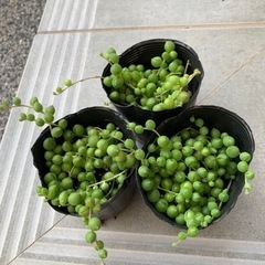 多肉植物　グリーンネックレス