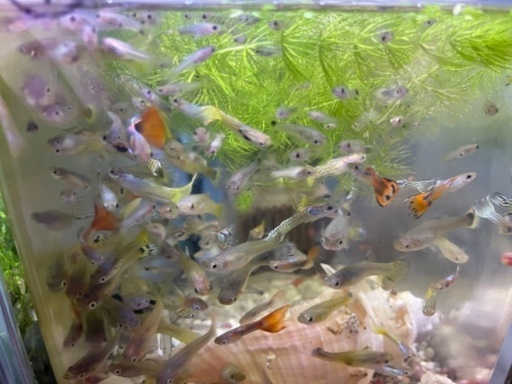 城南区東油山 限定１名様 グッピー稚魚のみ Mix 雄雌選択不可 高いグッピーも混じってます 色付き良いグッピー沢山居ます 水槽 淡水 Julia 福大前のその他の中古あげます 譲ります ジモティーで不用品の処分