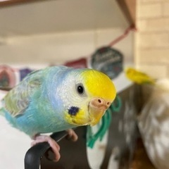 セキセイインコのメス2羽