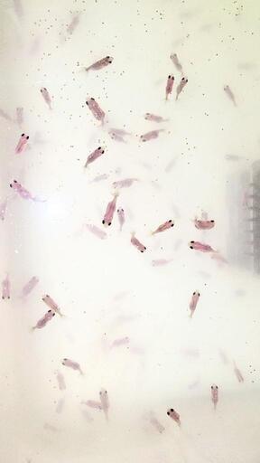 金魚 白黒らんちゅう 稚魚 完売 お玉 都城の家具の中古あげます 譲ります ジモティーで不用品の処分 金魚 白黒らんちゅう 稚魚 完売 お玉 都城の家具の中古あげます 譲ります ジモティーで不用品の処分